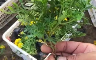孔雀草的發(fā)芽時間，通常為播種后10天左右