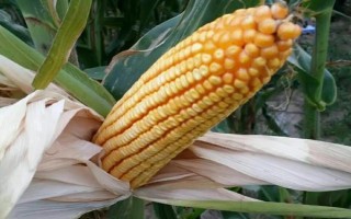 祥農(nóng)16玉米種子簡介，大喇叭口期防治玉米螟