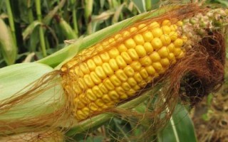 博士紅9號玉米種簡介，春播平均生育期119.7天