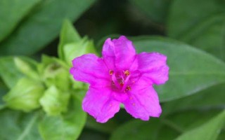 煙草花幾點(diǎn)開放，在傍晚六點(diǎn)開花