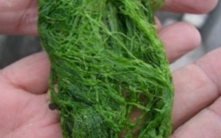 海邊釣魚用什么魚餌，可選擇動(dòng)物餌料或植物餌料等