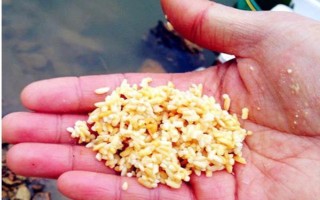 鳙魚愛吃什么味型的食物，喜歡吃臭味、酸味和腥味的食物