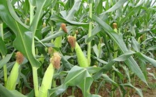 合玉158玉米種子特征特性，適宜播種期4月末至5月上旬