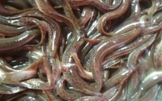 泥鰍是不是魚，是鰍科魚類的統(tǒng)稱