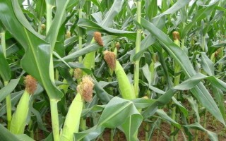 華安513玉米種子特征特性，中抗紋枯病（病指34）