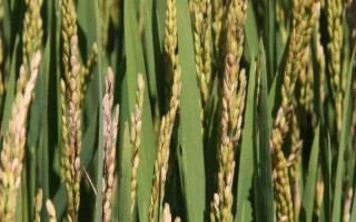 荃優(yōu)1393水稻品種的特性，一般4月下旬至5月上旬播種