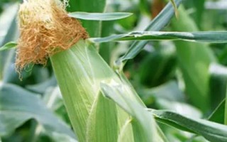 GK3109玉米品種簡(jiǎn)介，中抗大斑病