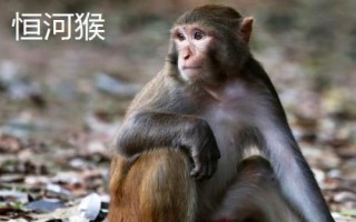 獼猴的種類，各有特點