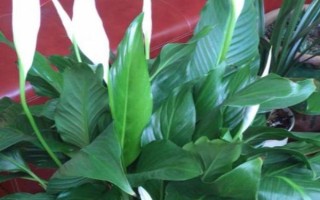 一帆風(fēng)順有什么花語，寓意著事業(yè)有成、莊嚴(yán)圣潔、萬事亨通