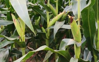 正昊玉105玉米種子簡介，中抗輪枝鐮孢穗腐病
