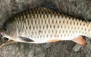軍魚好不好吃，肉質(zhì)細(xì)嫩鮮美深受消費(fèi)者歡迎