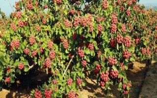 種植山楂怎么施肥，花期主施氮肥