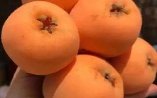 受歡迎的枇杷品種，有大五星枇杷、早鐘六號(hào)枇杷等