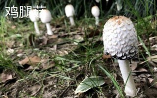 南方適合種植哪些菇類，竹蓀、黑木耳、草菇等
