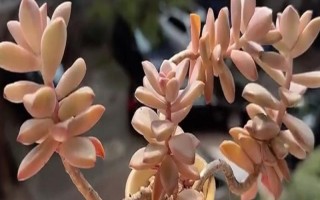 姬朧月和朧月有什么區(qū)別，前者是草本植物、后者是常綠灌木