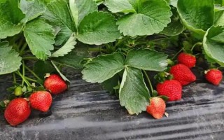 草莓哪個季節(jié)成熟，一般為夏季6-7月份