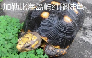 紅腿陸龜簡(jiǎn)介，是現(xiàn)存最古老的爬行動(dòng)物之一