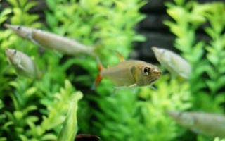 常見的魚類品種，大部分均為淡水魚