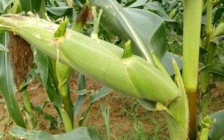 粒農(nóng)301玉米種子簡(jiǎn)介，種植密度以4500株/畝為宜
