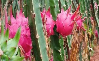 火龍果的主要產(chǎn)地，原產(chǎn)于中美洲的巴拿馬、哥倫比亞等地