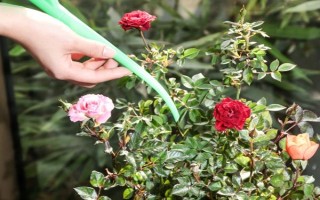 玫瑰花的施肥要求，花期時(shí)以磷鉀肥為主。
