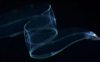 柳葉鰻的生活習(xí)性，在幼體或成體期單獨生活