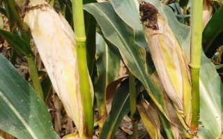 機玉7號玉米種子介紹，6月上中旬播種