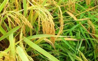 墾稻12水稻種子介紹，4月15~25日播種