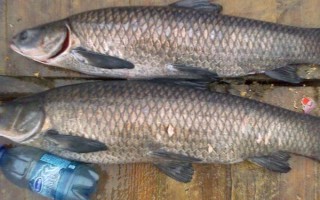 青魚是淡水魚還是海水魚，屬于淡水魚
