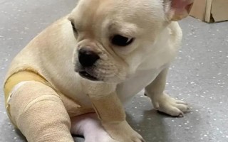 高齡狗狗突然后腳瘸了的原因，可能是腳部創(chuàng)傷、長期性缺少鈣等