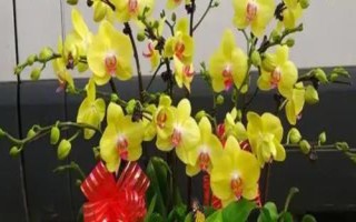 黃蝴蝶蘭的花語，寓意活潑可愛、飛向幸福等