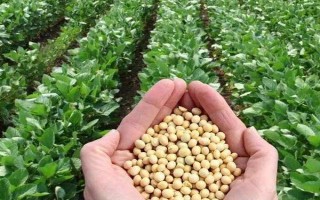 綏小粒4號大豆種子介紹，在適應(yīng)區(qū)5月上旬播種