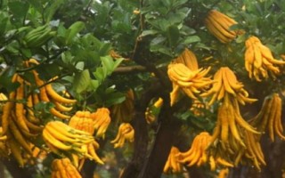 金佛手的價(jià)格，各地區(qū)的售價(jià)不等