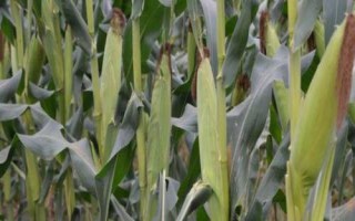 卓玉6號(hào)玉米種子簡介，生育期124.5天