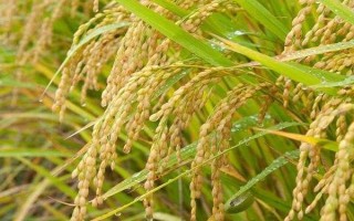 兩優(yōu)華166水稻品種的特性，中秈兩系雜交稻品種