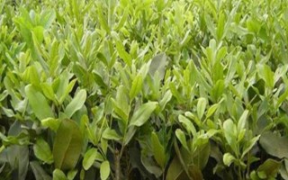 開心果苗的價(jià)格，會(huì)因產(chǎn)地，樹齡不同而有所差異