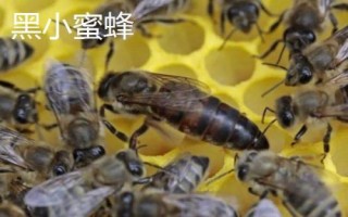什么是黑蜂，廣義上是指身體呈黑色的蜜蜂