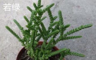 如何區(qū)分若綠與青鎖龍，可以從外形、鱗片和排列來區(qū)分