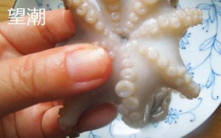 望潮和章魚(yú)的區(qū)別，種類(lèi)和分布均不同