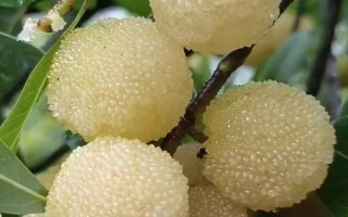 楊梅種子有哪些優(yōu)良品種，常見的有水晶種楊梅、東魁楊梅等