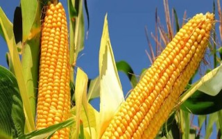 閩甜4號玉米品種簡介