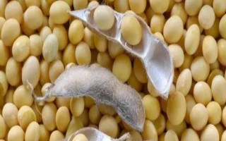 黑農(nóng)68大豆種子特點，該品種在適應區(qū)5月上旬播種