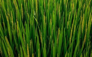 福優(yōu)9188水稻品種簡介，苗期注意防治稻薊馬