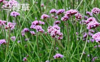 薰衣草和馬鞭草的區(qū)別，薰衣草的花序呈輪傘狀