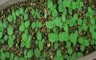 大巖桐小苗的施肥方法，發(fā)芽后每隔十天追肥一次