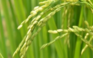 宜優(yōu)2918水稻種子特點，該品種基部葉鞘綠色