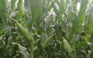東方紅55玉米品種簡介，夏播應(yīng)在6月15日前播種