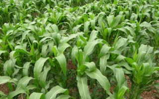 荃玉898玉米種簡(jiǎn)介，高抗大斑病
