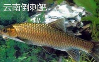 軍魚好不好吃，肉質(zhì)細(xì)嫩鮮美深受消費(fèi)者歡迎