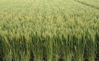 河科大9612小麥品種的特性，屬弱春性大穗型早熟品種